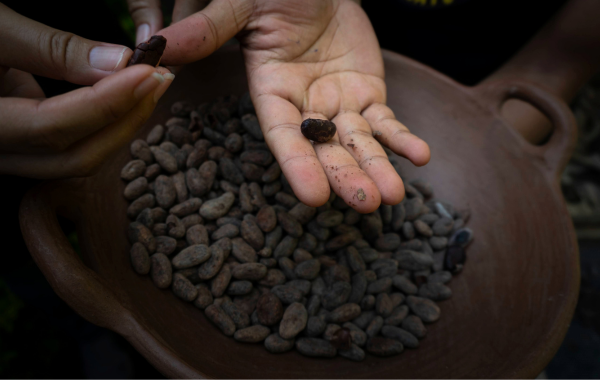 Cacao bean, Nicaragua