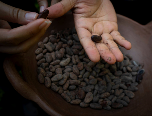 Discover Aztec chocolate in the home of cacao