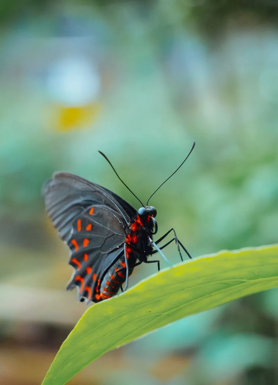Exotic butterfly at a butterfly garden in Nicaragua