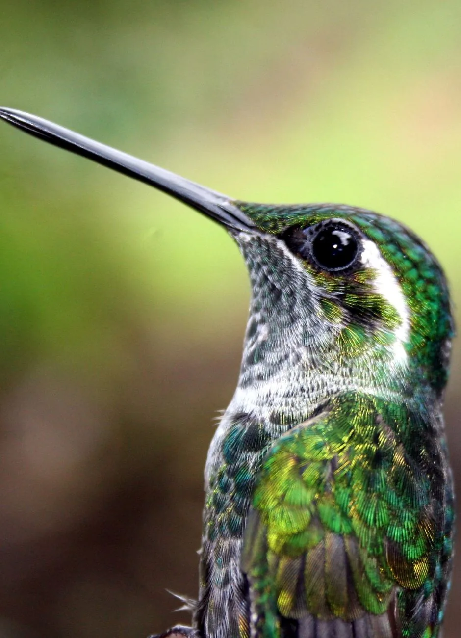 Close-up of a hummingbird on a bird-watching tour in Nicaragua
