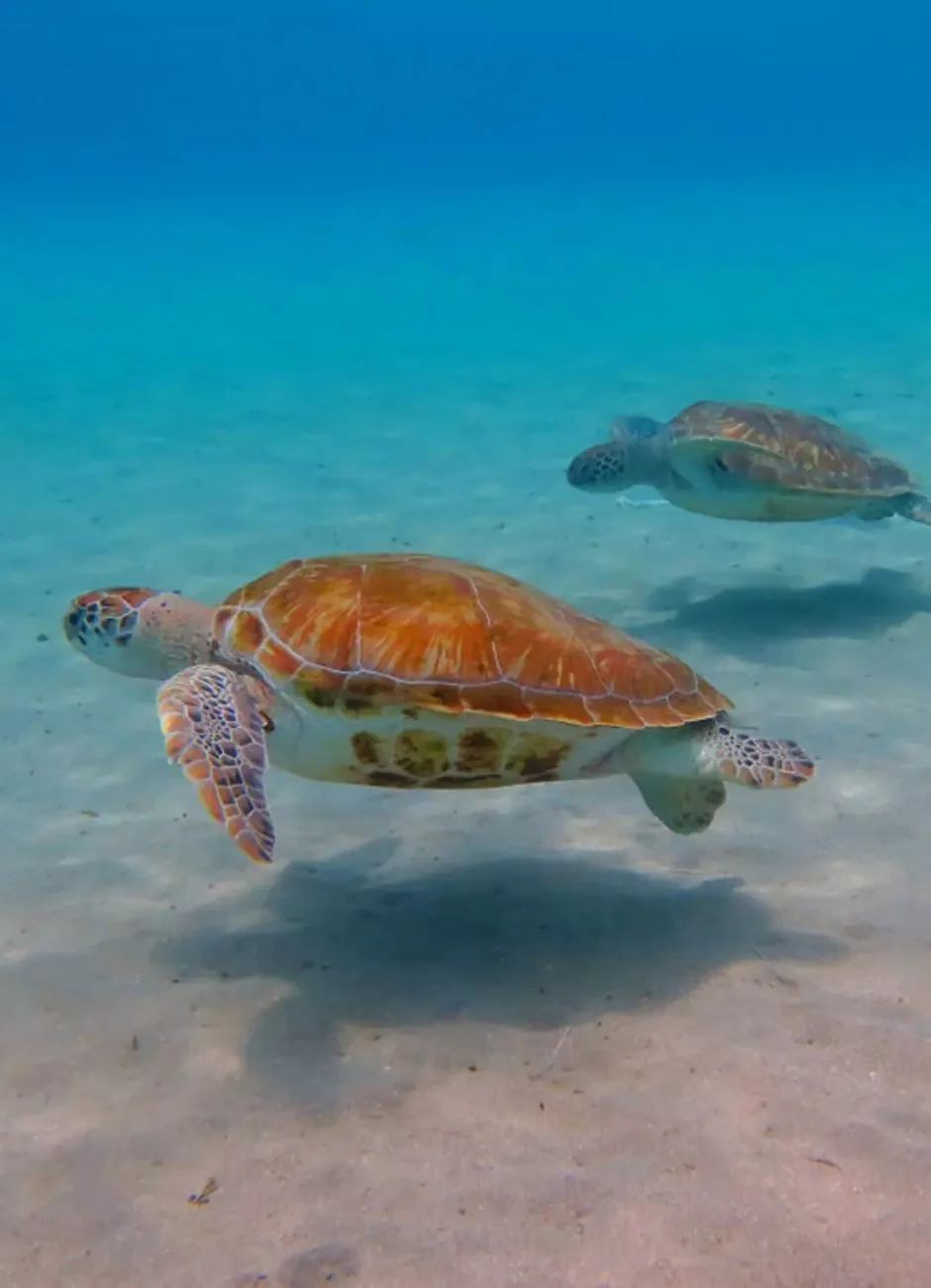 Snorkeling with sea turtles off the coast of Nicaragua